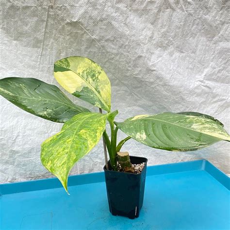 花葉萬年青|花葉萬年青 Dieffenbachia seguine｜家居植